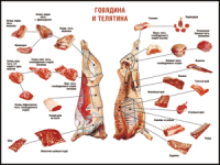 Правила разделки мясных туш "Говядина и телятина" 1000*1400 винил - «globural.ru» - Архангельск