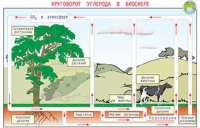 Плакаты и таблицы по общей экологии - «globural.ru» - Архангельск