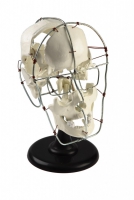 Модель Кости черепа человека смонтированные - «globural.ru» - Архангельск