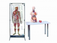 Интерактивный учебный комплекс "Анатомический атлас 3D" - «globural.ru» - Архангельск