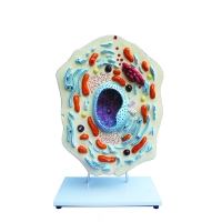 Модель "Клетка животного" - «globural.ru» - Архангельск