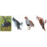 Модель-аппликация Многообразие хордовых. Птицы  - «globural.ru» - Архангельск