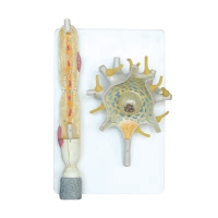 Модель "Нейрона" - «globural.ru» - Архангельск