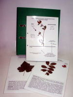 Гербарий к курсу основ общей биологии (20 листов) (лам.) формат А-4 - «globural.ru» - Архангельск