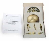 Модель-аппликация Типы соединения костей (набор из 7 карт) - «globural.ru» - Архангельск