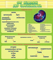 Стенд "От клетки до организма" - «globural.ru» - Архангельск