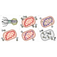 Модель-аппликация Жизненный цикл вируса	 - «globural.ru» - Архангельск