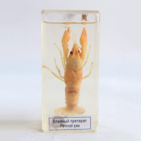 Влажный препарат "Рак речной" - «globural.ru» - Архангельск