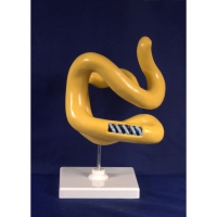 Модель Молекула белка - «globural.ru» - Архангельск