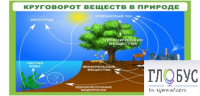 Стенд "Круговорот веществ" - «globural.ru» - Архангельск