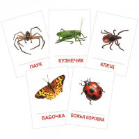 Раздаточные карточки "Насекомые" - «globural.ru» - Архангельск