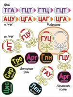 Модель-аппликация Биосинтез белка - «globural.ru» - Архангельск