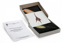 Модель-аппликация Одноклеточные водоросли (набор из 24 карт) - «globural.ru» - Архангельск