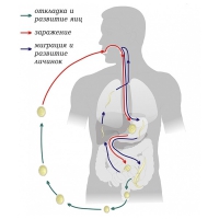 Модель-аппликация Цикл развития аскариды - «globural.ru» - Архангельск