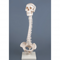 Модель "Позвоночник с черепом и тазом" - «globural.ru» - Архангельск