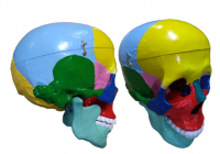 Модель "Череп" (с раскрашенными костями) - «globural.ru» - Архангельск