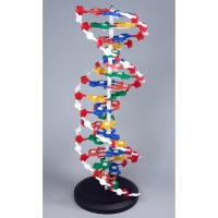 Модель "Структура ДНК" разборная - «globural.ru» - Архангельск
