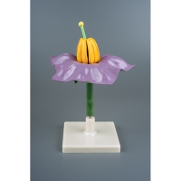 Модель "Цветок картофеля" - «globural.ru» - Архангельск