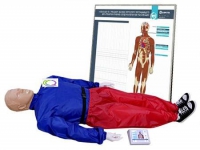 Тренажер-манекен взрослого пострадавшего "Александр-01" для отработки приемов сердечно-легочной реанимации (голова, туловище, конечности) с контроллером и настенным табло - «globural.ru» - Архангельск