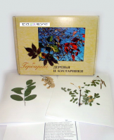 Гербарий Деревья и кустарники (20 видов) - «globural.ru» - Архангельск