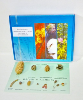 Коллекция "Шишки, плоды, семена деревьев и кустарников" демонстрационная - «globural.ru» - Архангельск