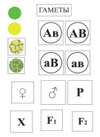Модель-аппликация Дигибридное скрещивание  и  его цитологические основы - «globural.ru» - Архангельск