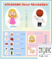 Стенд "Строение человека" для детей - «globural.ru» - Архангельск