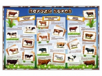 Стенд "Породы коров" - «globural.ru» - Архангельск