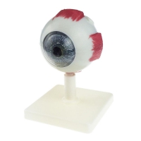 Модель "Глаз человека" (лабораторная) - «globural.ru» - Архангельск