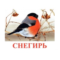Карточки Домана "Птицы-1" - «globural.ru» - Архангельск