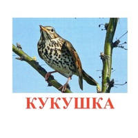 Карточки Домана "Птицы-3" - «globural.ru» - Архангельск