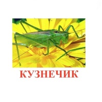Карточки Домана "Насекомые" - «globural.ru» - Архангельск