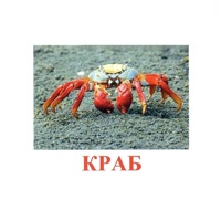 Карточки Домана "Подводный мир" - «globural.ru» - Архангельск