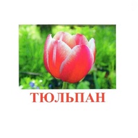 Карточки Домана "Цветы-1" - «globural.ru» - Архангельск