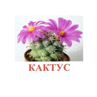 Карточки Домана "Цветы-2" - «globural.ru» - Архангельск