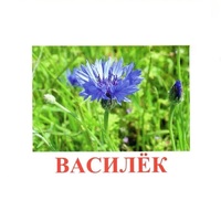 Карточки Домана "Полевые цветы-Травы" - «globural.ru» - Архангельск