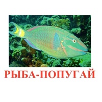 Карточки Домана "Рыбы" - «globural.ru» - Архангельск
