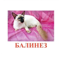 Карточки Домана "Породы кошек" - «globural.ru» - Архангельск