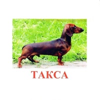 Карточки Домана "Породы собак" - «globural.ru» - Архангельск