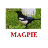 "Birds-2" ("Птицы-2") английские карточки Домана - «globural.ru» - Архангельск