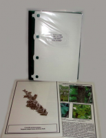 Гербарий "Эволюция высших растений" - «globural.ru» - Архангельск