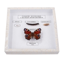  Коллекция энтомологическая "Развитие насекомых с полным превращением" - «globural.ru» - Архангельск