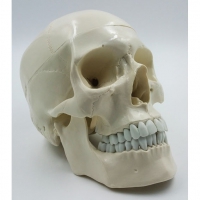 Модель "Череп" (белый) - «globural.ru» - Архангельск