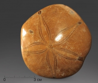 Морской ёж Pygurus depressus - «globural.ru» - Архангельск