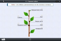 Интерактивные курсы. Биология 6 класс. Расширенный - «globural.ru» - Архангельск