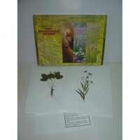 Гербарий "Лекарственные растения" (20 видов) формат А-3 - «globural.ru» - Архангельск