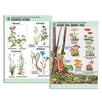 Комплект таблиц для начальной школы "Окружающий мир. Грибы. Растительный мир" - «globural.ru» - Архангельск