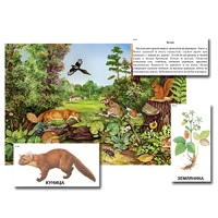 Магнитный плакат-аппликация "Лес: биоразнообразие и взаимосвязи в сообществе" - «globural.ru» - Архангельск