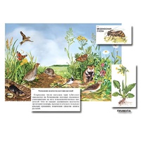 Магнитный плакат-аппликация "Луг: биоразнообразие и взаимосвязи в сообществе" - «globural.ru» - Архангельск