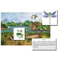 Магнитный плакат-аппликация "Водоем: биоразнообразие и взаимосвязи в сообществе" - «globural.ru» - Архангельск